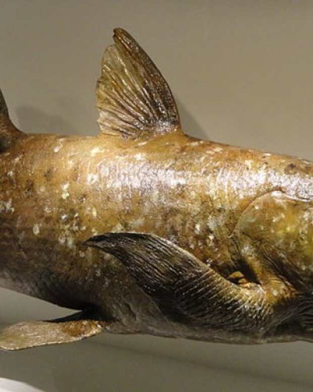 Extinct Animals You Might See Alive Someday Soon