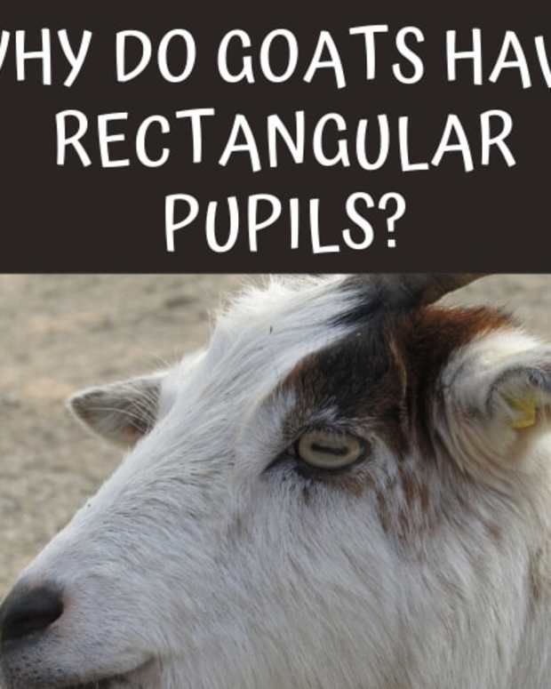Fainting Goats Why Do They Faint? Owlcation Education