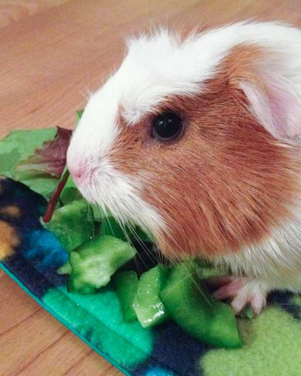 Do Guinea Pigs Make Good Pets? PetHelpful By fellow animal lovers