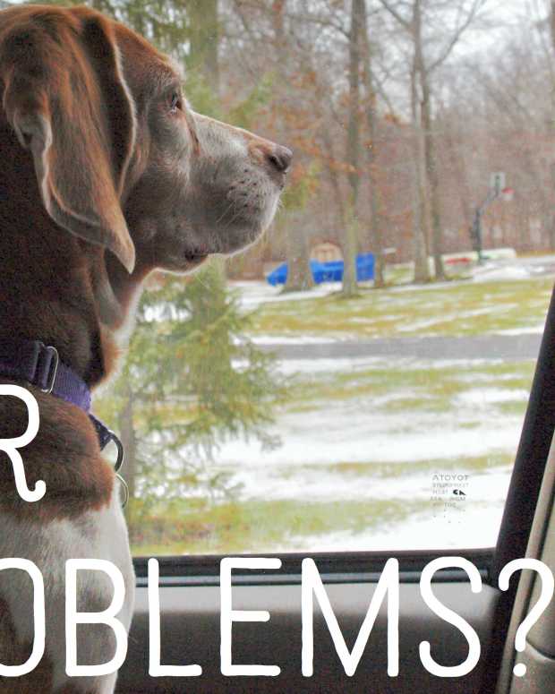 Hematoma Swollen Dog Ear Flap and How to Treat It PetHelpful By