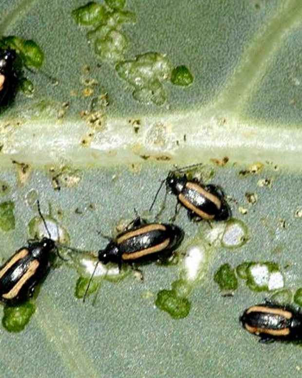 Will Moth Balls Get Rid Of Fleas