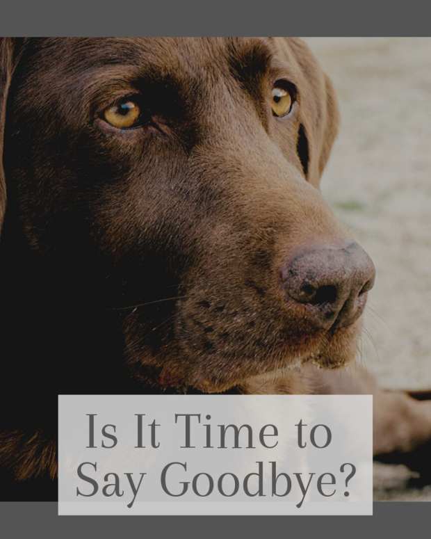 How Do You Know When It Is Time to Put a Dog to Sleep? PetHelpful
