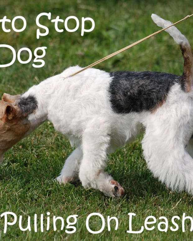how to put on real simple dog harness