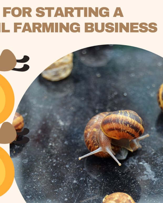 snail-farming-things-to-know-before-starting-your-snail-farm-business