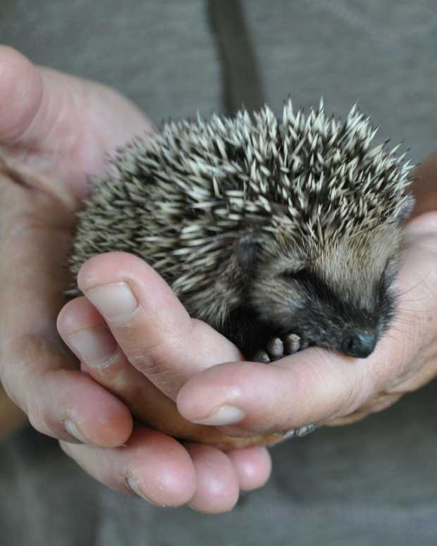 Cute and Funny Hedgehog Names (From Button to Zuri) PetHelpful By