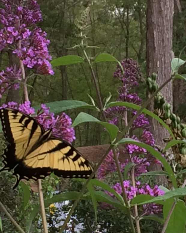 How to Encourage Butterflies to Visit Your Garden Dengarden Home