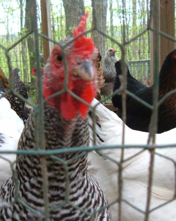 Cold Weather Care for Outdoor Rabbits PetHelpful By fellow animal lovers and experts