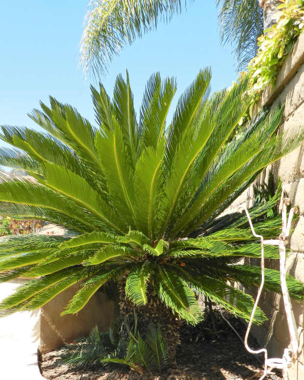 How to Grow Hardy Palm Trees Outside in Zones 5, 6, and 7 Dengarden