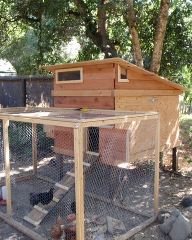 12 Big Tips for Raising Backyard Chickens - PetHelpful - By fellow ...