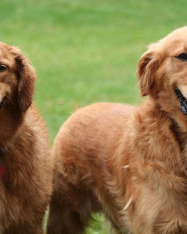 40 lb golden retriever