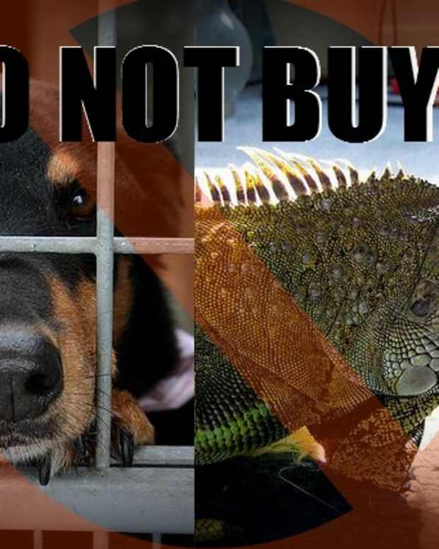 The Top 5 Worst Pets PetHelpful By fellow animal lovers and experts