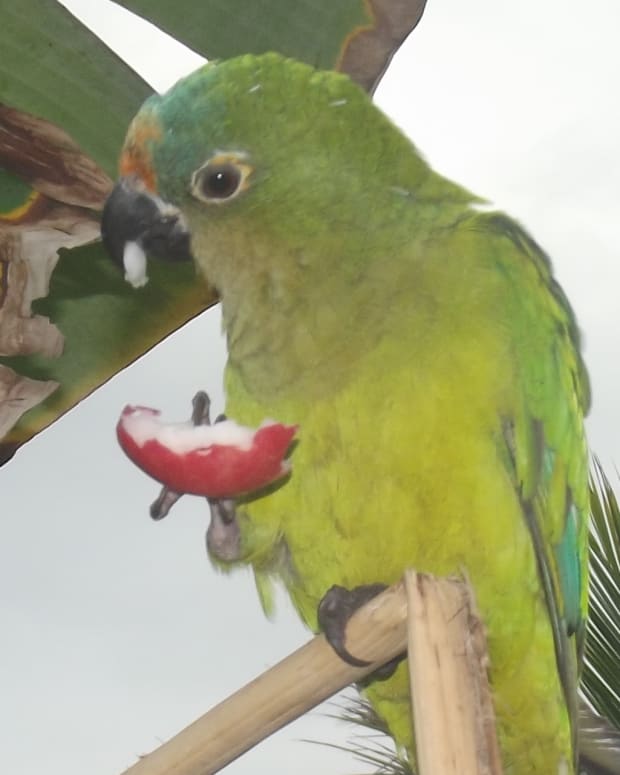 parakeets-names-birdwatching-2020