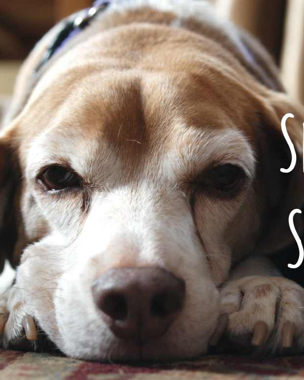 How to Keep a Dog Entertained After Surgery or While an Injury Heals