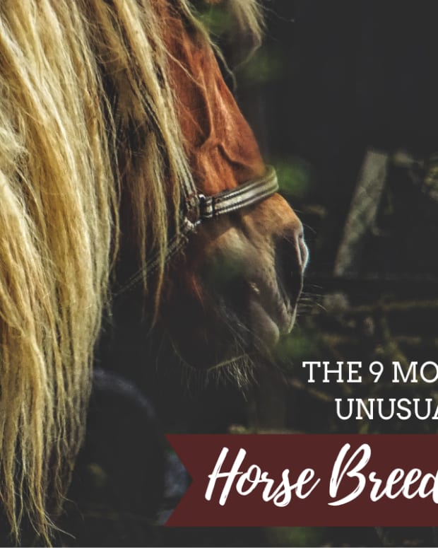 10+ Of The World's Most Beautiful Draft Horse Breeds And Heavy Horses ...