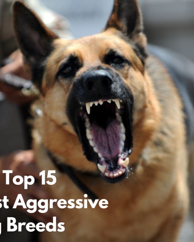 top ten most aggressive dogs