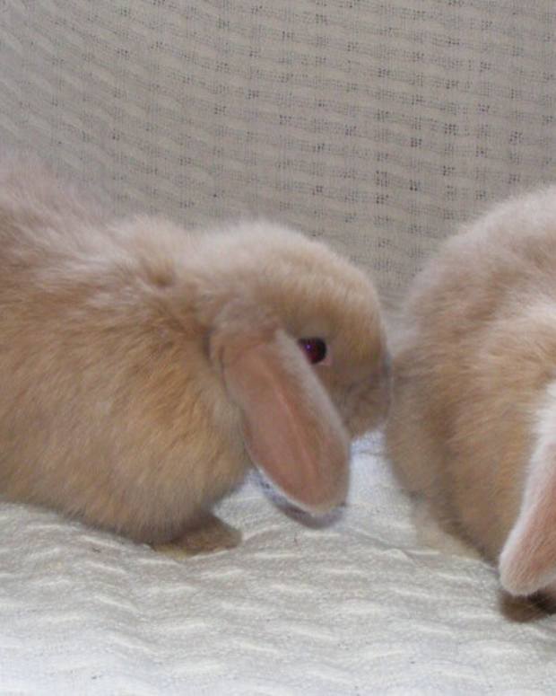 Is a Rabbit the Best Pet for You? PetHelpful By fellow animal