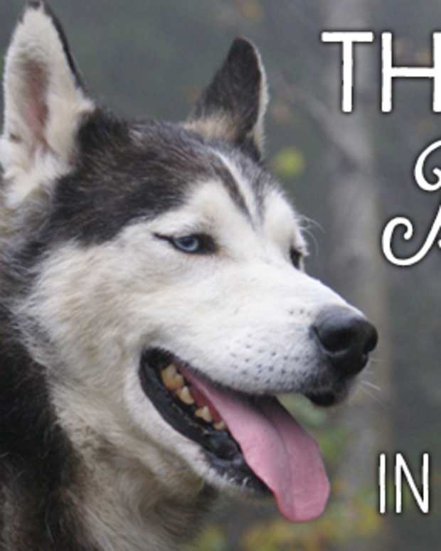 dog breeds intelligence top 100