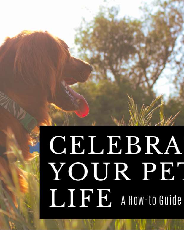 A Pet's Life Expectancy How Long Will Dogs, Cats, and Other Creatures Live? PetHelpful By