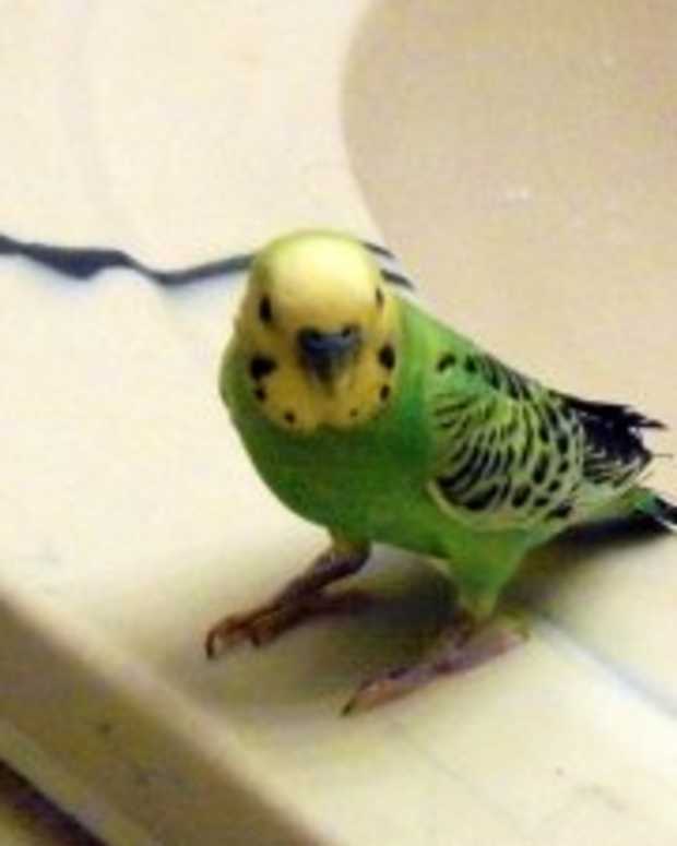 How to Finger Train a Parakeet in Less Than 2 Days PetHelpful By