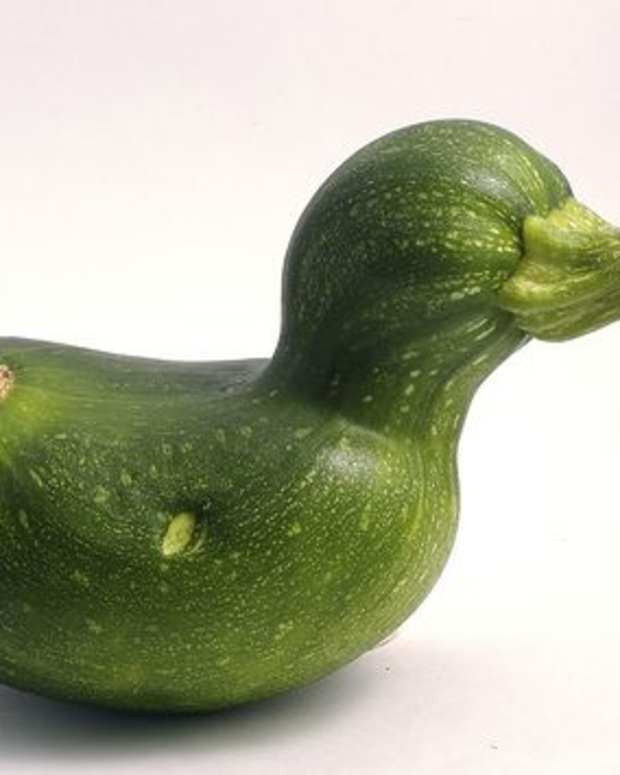 9 Things to Do With Extra Zucchini From Your Garden Delishably Food