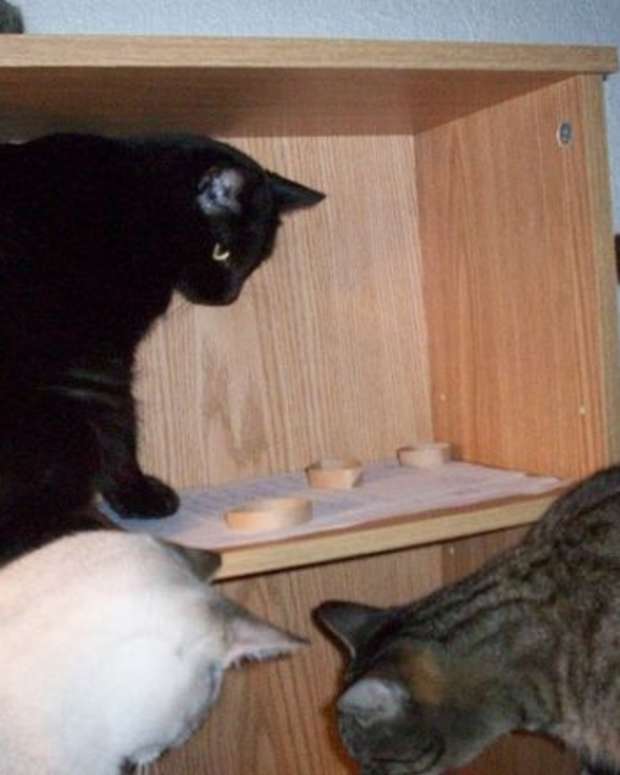 best cat toys for independent play