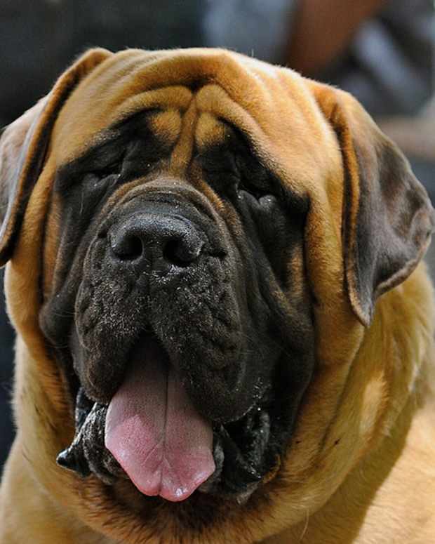 The Top 10 Ugliest Dog Breeds in the World PetHelpful By fellow