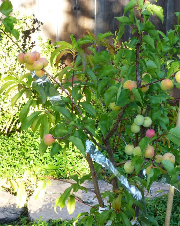 How to Prune Fruit Trees Pruning Made Easy! Dengarden Home and Garden