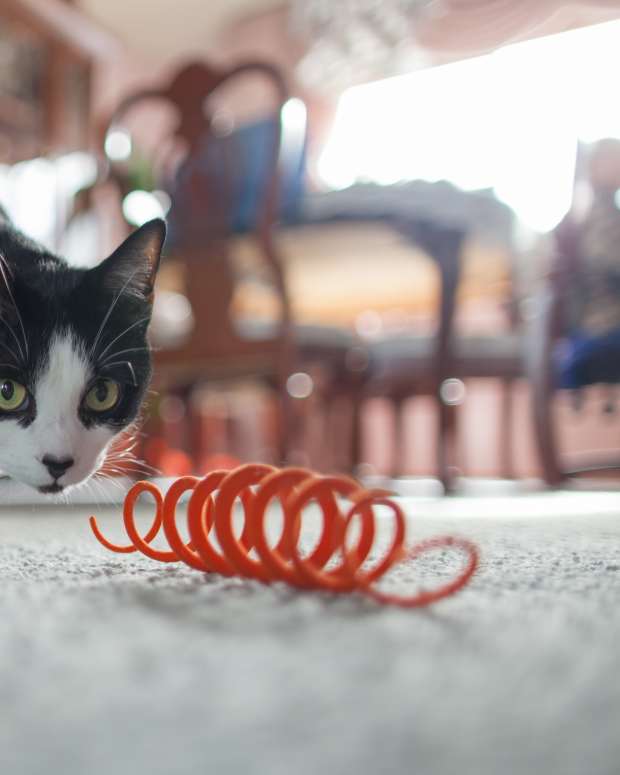 Make Your Own Homemade Rabbit Toys PetHelpful By fellow animal