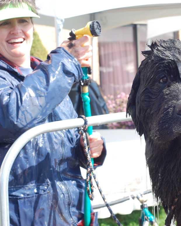 How to Bathe Big Dogs That Are Afraid of Water PetHelpful By fellow