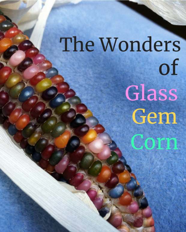 How to Grow, Harvest, Dry, and Cook Beautiful Glass Gem Corn Dengarden Home and Garden