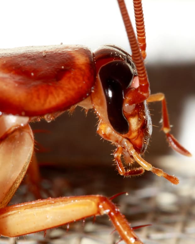 Do Mothballs Get Rid Of Cockroaches