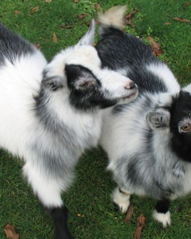 Do Wolf-Dog Hybrids Make Good Pets? - PetHelpful - By ...