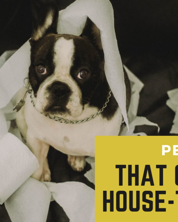 11 Low-Maintenance Pets That Can Be Kept Outdoors ...