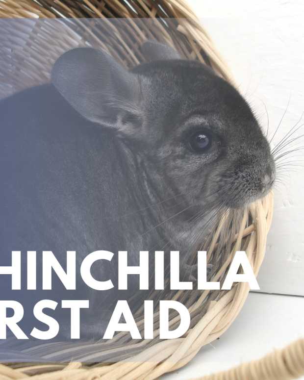 Everything You Need to Know About Caring for Chinchillas PetHelpful