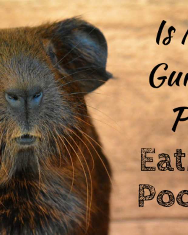 What Toys Can I Give My Guinea Pig? PetHelpful By fellow animal