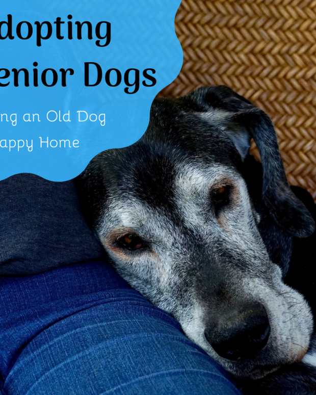 senior-dog-rescue-adopting-an-older-dog