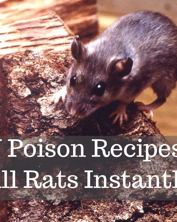 Recipe for a Homemade Ant Bait Using Peanut Butter and Borax