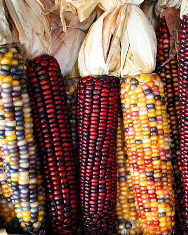 How To Grow Corn From Seed Dengarden Home And Garden