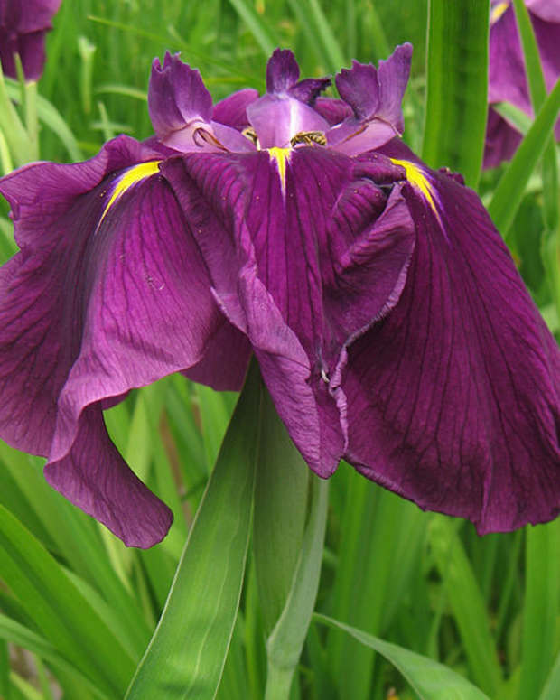 Poisonous Garden Plants Iris, Azalea, and Hydrangea Dengarden Home