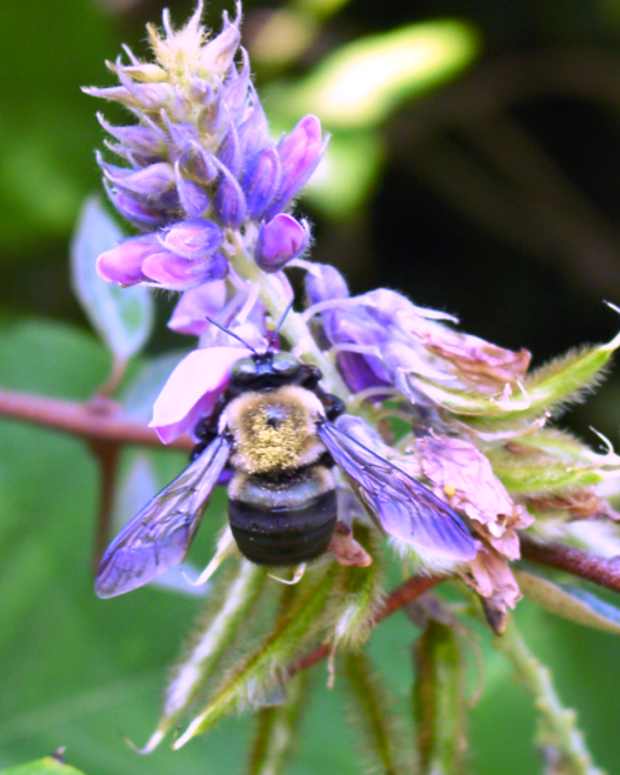 Do Mothballs Get Rid Of Yellow Jackets