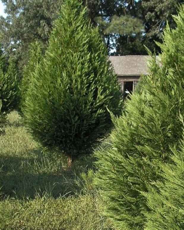 5 Great FastGrowing Oak Trees Dengarden Home and Garden