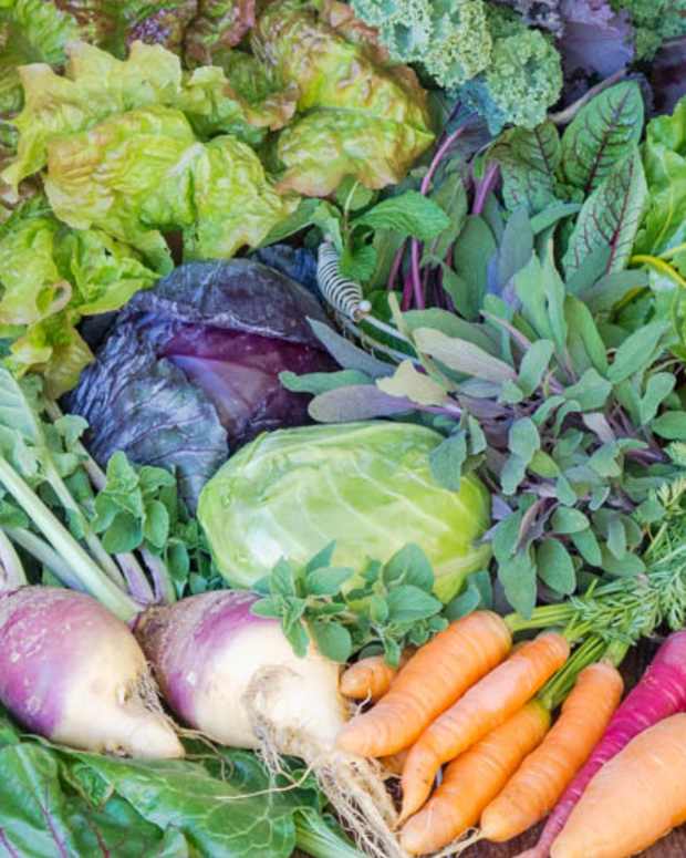 Five Delicious Vegetables to Plant in June Dengarden Home and Garden