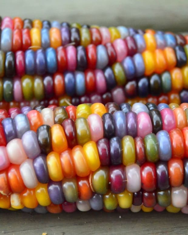 Glass Gem Corn: The Crown Jewel of Heirloom Seed Varieties - Dengarden ...