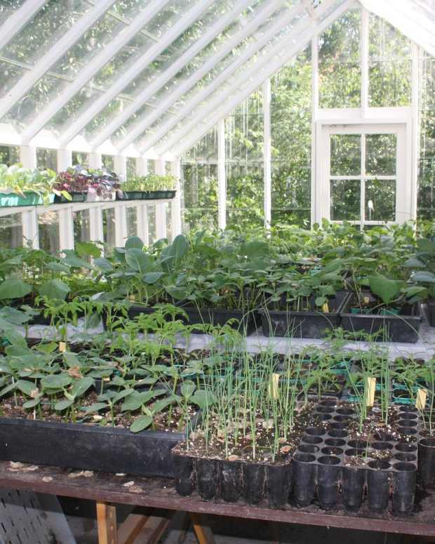 Greenhouse Hack for Starting Seeds for Your Garden Dengarden Home and Garden