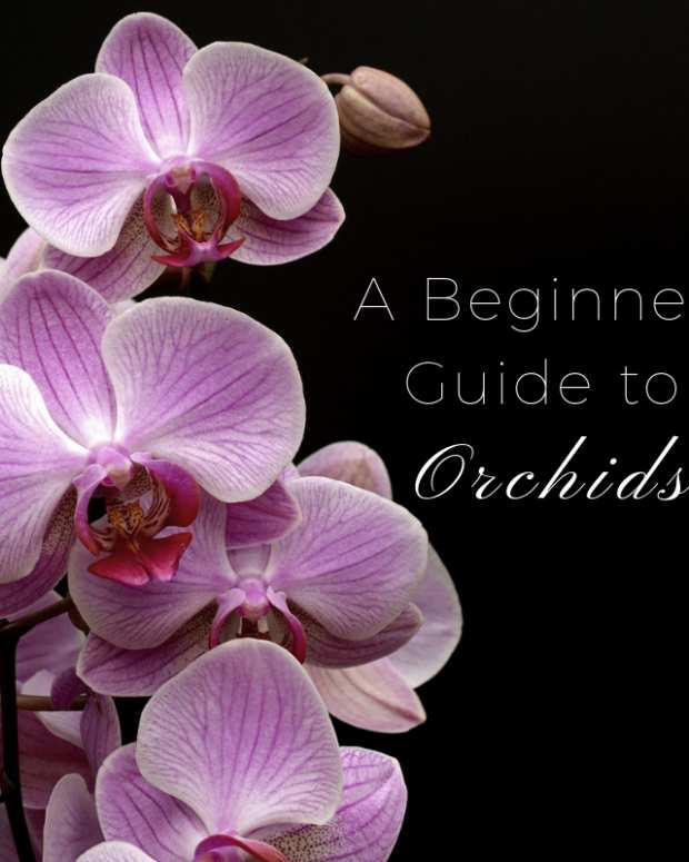 How to Care for Mini Teacup Orchids Dengarden Home and Garden