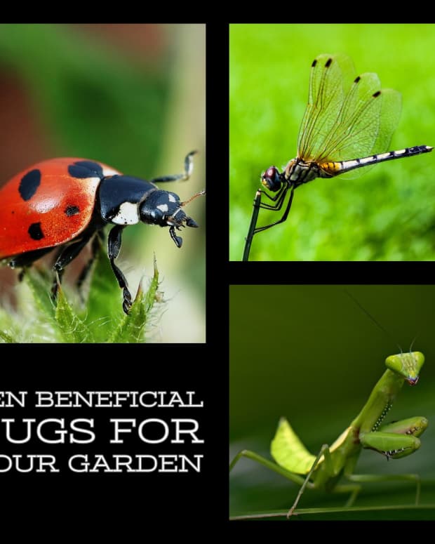How to Attract Ladybugs to Your Garden Dengarden Home and Garden