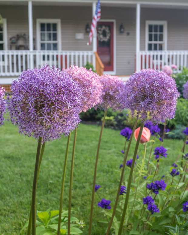 9 Herbs for Your Perennial Herb Garden Dengarden Home and Garden