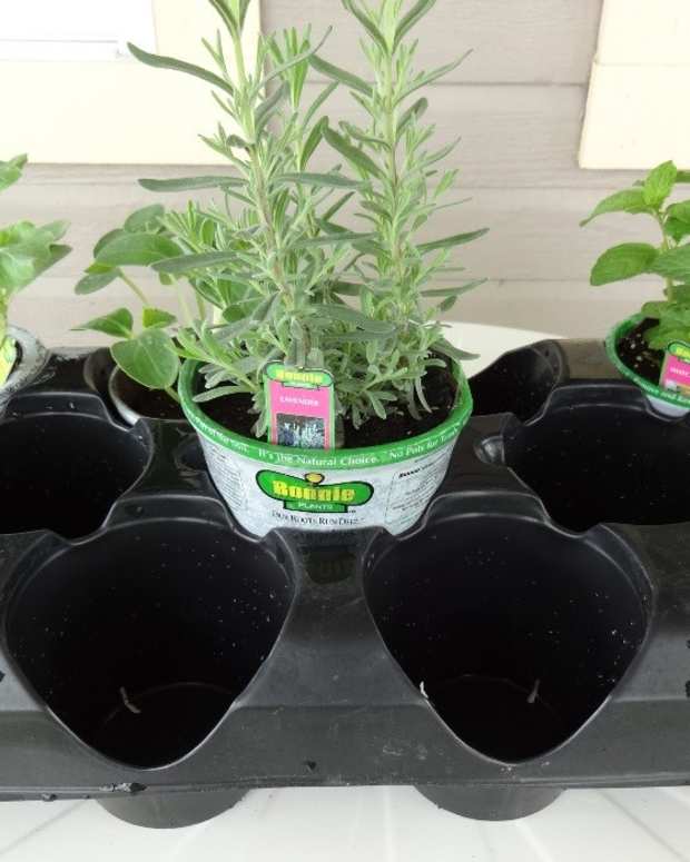 How to Make a Container Rock Garden Dengarden Home and Garden