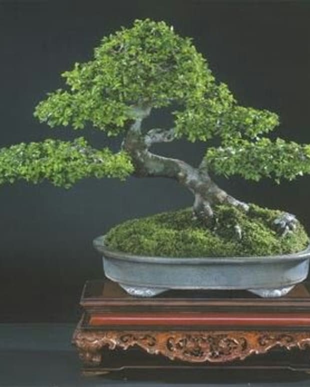 Five Species That Make Great Indoor Bonsai Dengarden Home And Garden