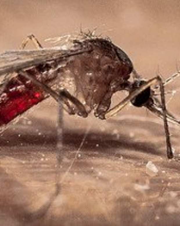 Do Mothballs Get Rid Of Mosquitoes